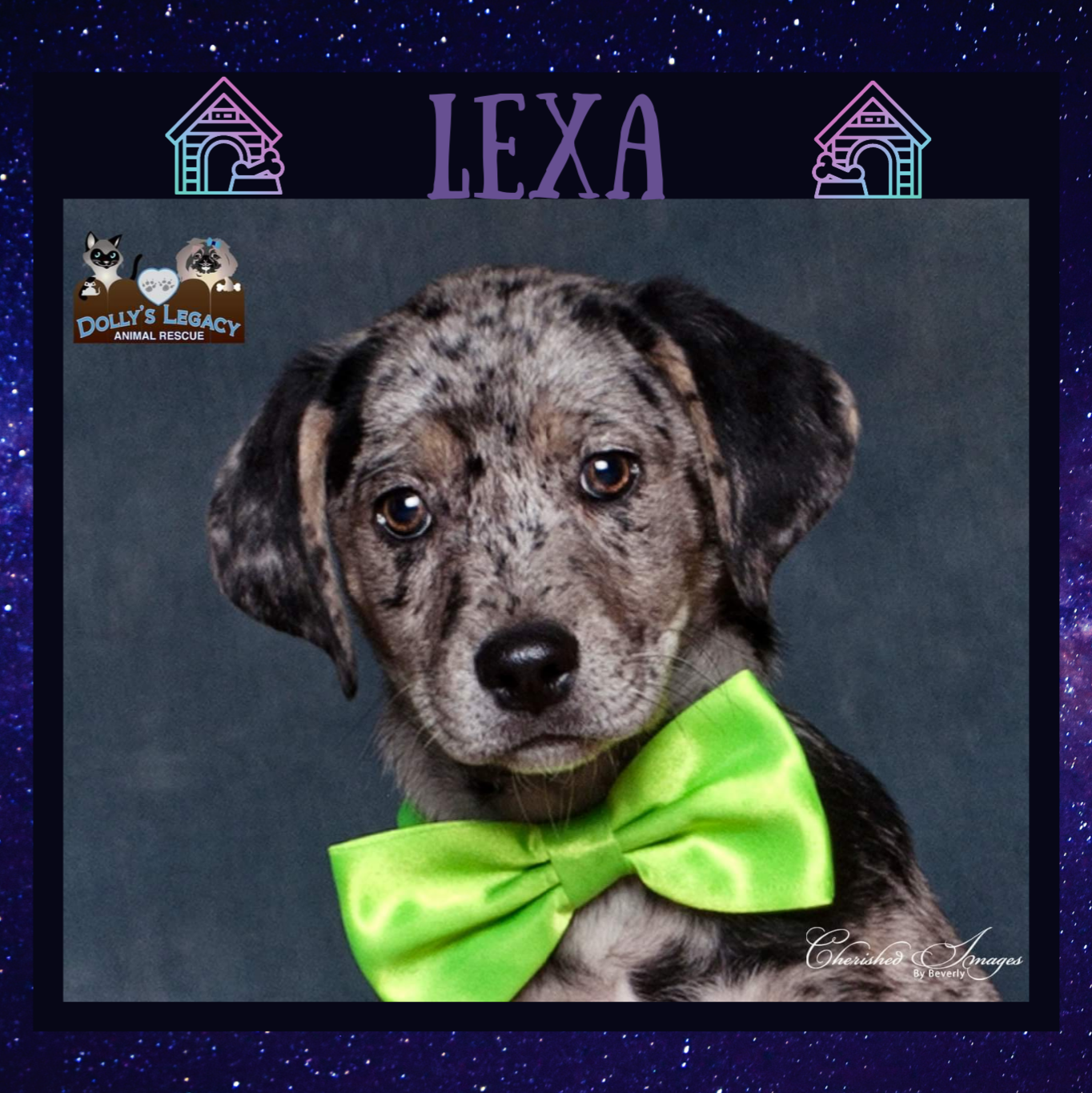 LEXA – Dollys Legacy Animal Rescue