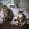 PICKLES & HAZE – Bonded Duo!