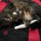 PICKLES & HAZE – Bonded Duo!
