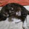 PICKLES & HAZE – Bonded Duo!