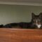 PICKLES & HAZE – Bonded Duo!