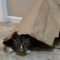 PICKLES & HAZE – Bonded Duo!