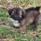 GIMLI