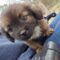GIMLI