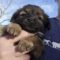 GIMLI