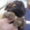 GIMLI