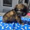 GIMLI
