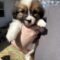 FRODO