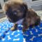GIMLI