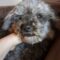 QUEENIE – Medical Hold