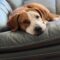 ROSIE – Medical Hold