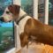 ROSIE – Medical Hold