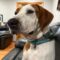 ROSIE – Medical Hold