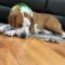 ROSIE – Medical Hold