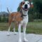 ROSIE – Medical Hold