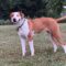 ROSIE – Medical Hold