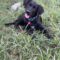 JOEY