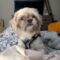 WOOKIE