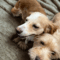 ROSCOE & PEANUT – Medical Hold