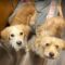 ROSCOE & PEANUT – Medical Hold