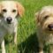 ROSCOE & PEANUT – Medical Hold