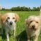 ROSCOE & PEANUT – Medical Hold