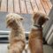 ROSCOE & PEANUT – Medical Hold