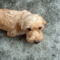 ROSCOE & PEANUT – Medical Hold