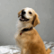 ROSCOE & PEANUT – Medical Hold