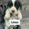 LINUS