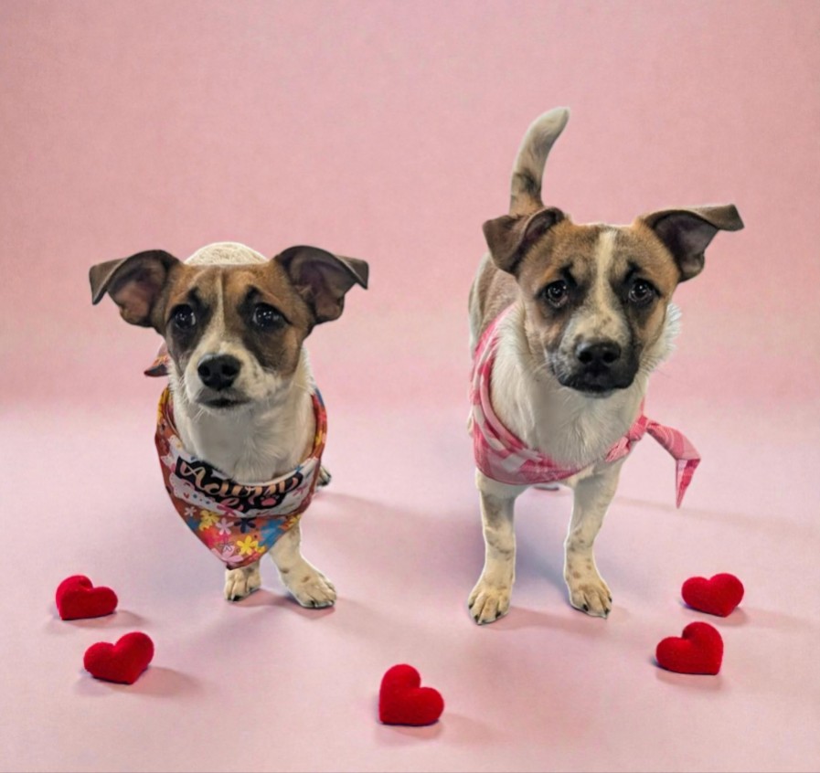 Screenshot 2026-02-02 191232