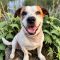 ELVIS