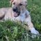 HUDSON