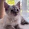 PEARL – Siamese