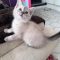 PEARL – Siamese