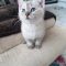 PEARL – Siamese