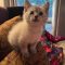 PEARL – Siamese