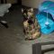 PEARL -Tortie
