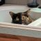PEARL -Tortie