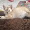 PEARL – Siamese