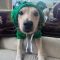 BUTTERCUP