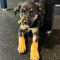 GABRIEL – Pending Adoption