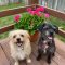 ZARA & TARA – PENDING ADOPTION