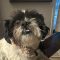 RAGGEDY ANN – Adoption Pending