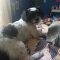 RAGGEDY ANN – Adoption Pending