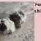 RAGGEDY ANN – Adoption Pending