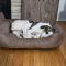 LILLY – MEDICAL HOLD