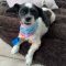 RAGGEDY ANN – Adoption Pending