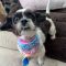 RAGGEDY ANN – Adoption Pending