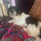 RAGGEDY ANN – Adoption Pending